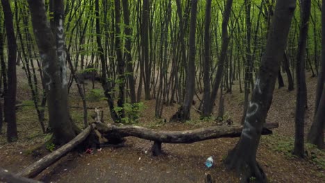 Caminando-Por-Un-Sendero-Forestal