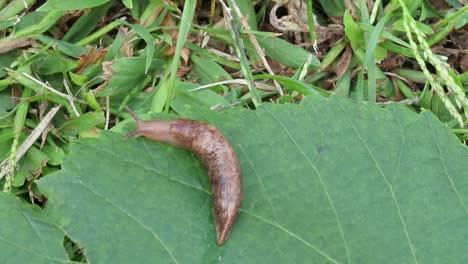 Statische-Nahaufnahme-Einer-Schnecke,-Die-Von-Einem-Blatt-Ins-Gras-Kriecht-Und-Nach-Links-Verschwindet