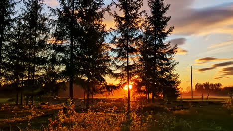 sunset light streams through pine trees in a rural meadow with orange glow in sky