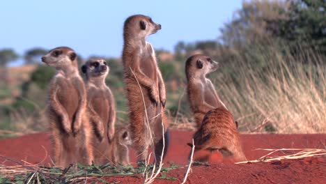 Primer-Plano-De-Suricatas-Mirando-Alrededor-De-Su-Entorno-En-África,-El-Sur-De-Kalahari