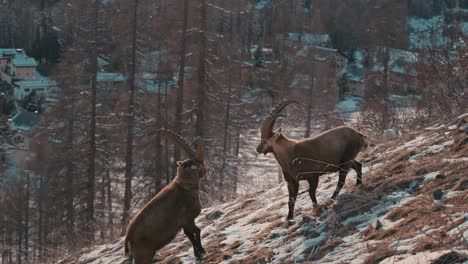 Dos-Jóvenes-Cabras-Montesas-Juegan-Peleando-Con-Sus-Cuernos-En-Las-Montañas-Suizas