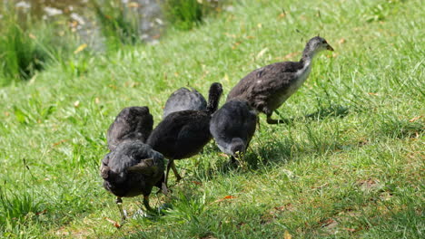 family of eurasian coot , group with adults and juvenile baby birds feed in the grass at the lake shore