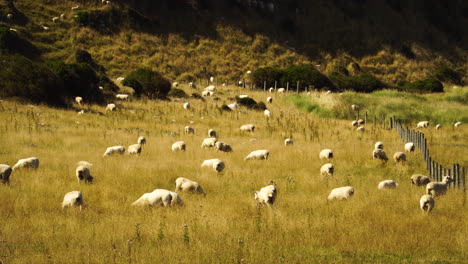 Hand-held-shot-of-a-herd-of-sheep-in-a-field-in-Purakaunui-with-lambing-season-approaching