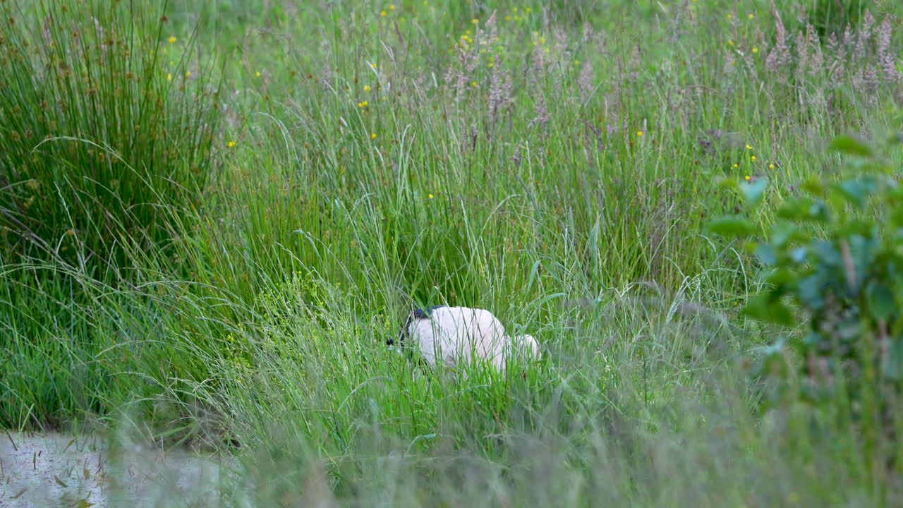 Two white swans nestled together in tall grass near a quiet wetland pond in spring.