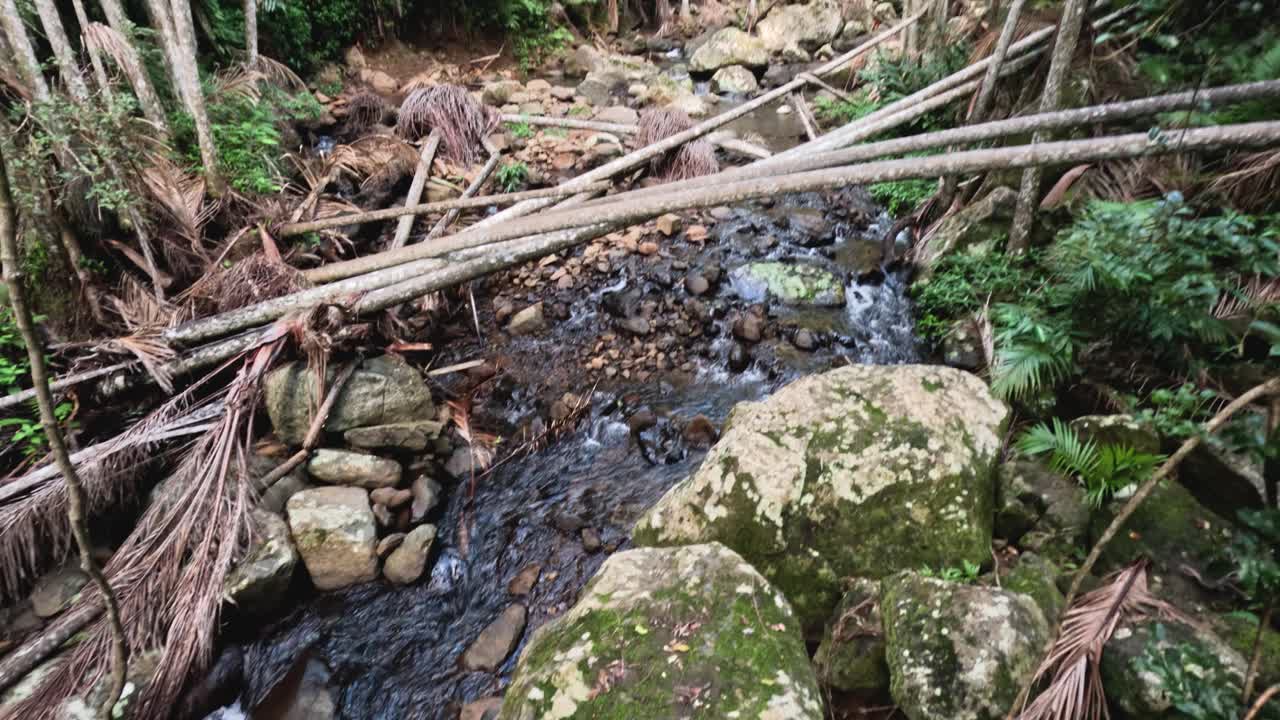 un arroyo de bosque sereno con árboles caídos