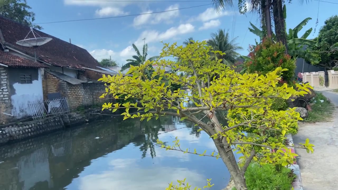 Lá cây xanh mướt bên bờ kênh trong một làng quê nắng ấm.