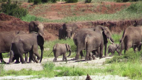 la cría de elefantes se mueve a través de un lecho de río seco en la sabana de áfrica oriental