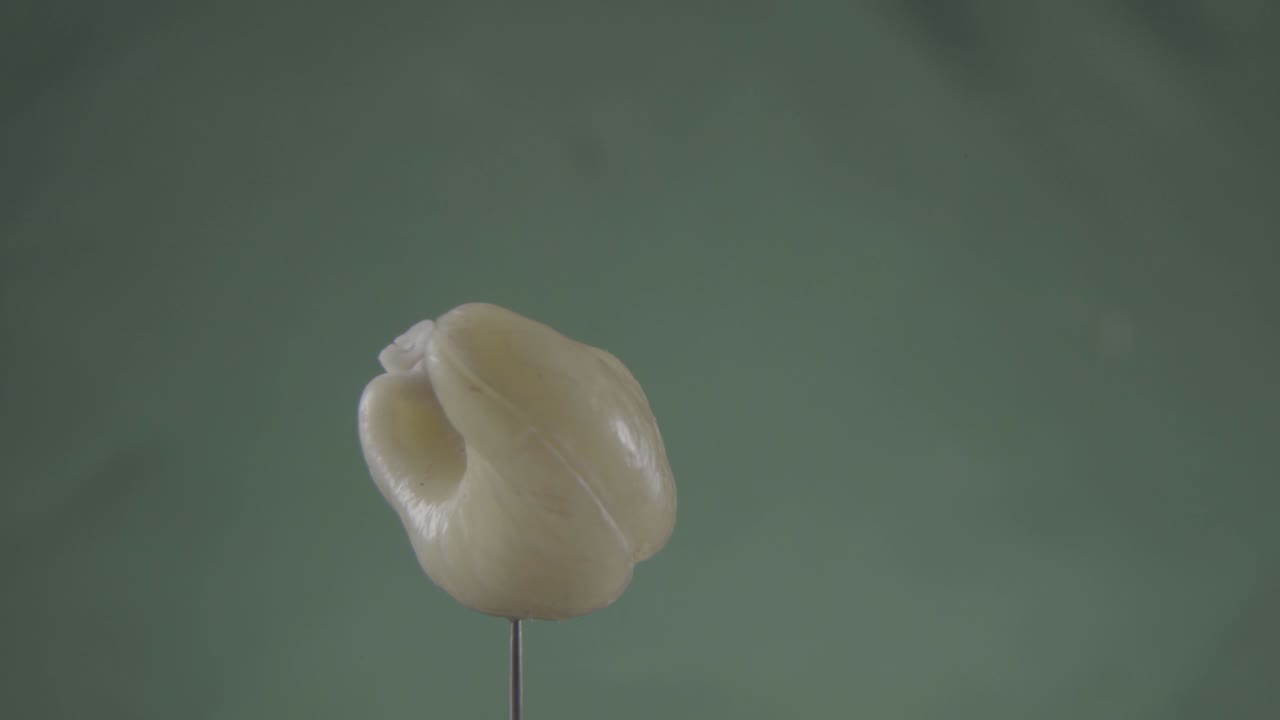 кашу вращается с петлей на зеленом экране для хроматического ключа