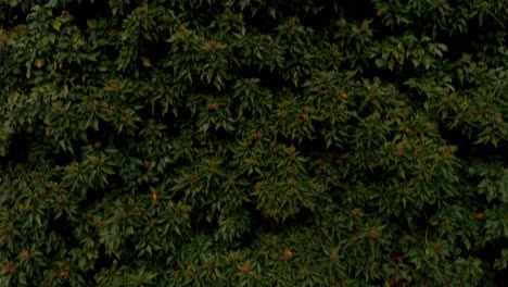 un dron sube por una pared verde de plantas y revela una maravillosa vista de una ciudad histórica