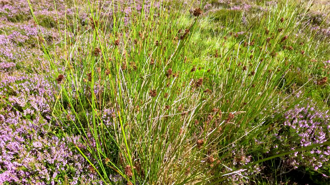 Tall green grass and purple heather gently wave in the breeze on a sunlit hillside in Glen Clova, Scotland. Static camera, natural daylight