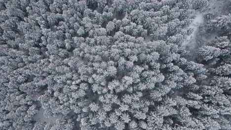 Drone-View-Of-Conifer-Forest-Through-Snowy-Mountain-During-Winter