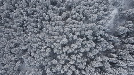 drone view of conifer forest through snowy mountain during winter