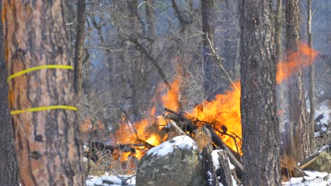 a firefighter walks past a controlled forest fire in the woods