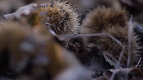 chestnuts shot in a forest