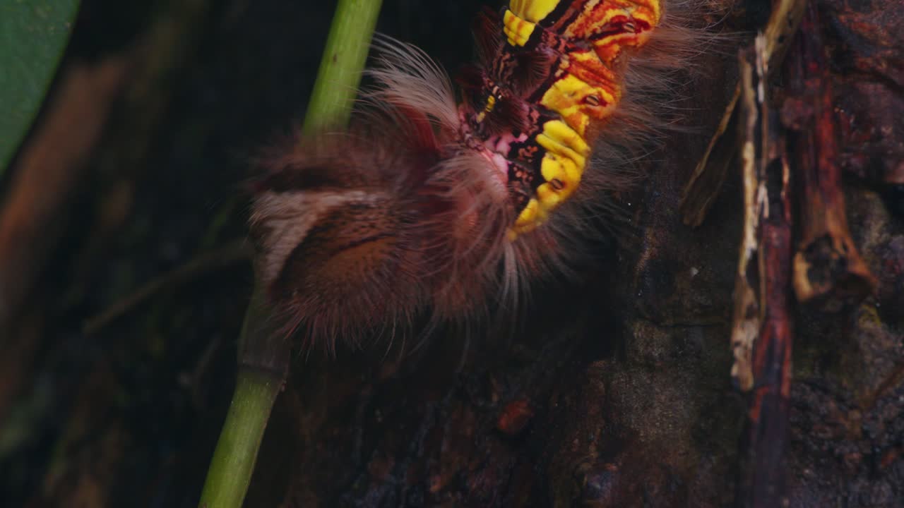 In Peru’s rainforest, a furry Megalopygidae moth caterpillar walks along tree bark in close detail.