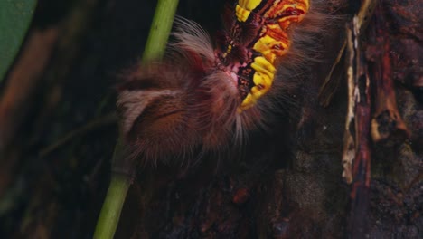 in peru’s rainforest, a furry megalopygidae moth caterpillar walks along tree bark in close detail.
