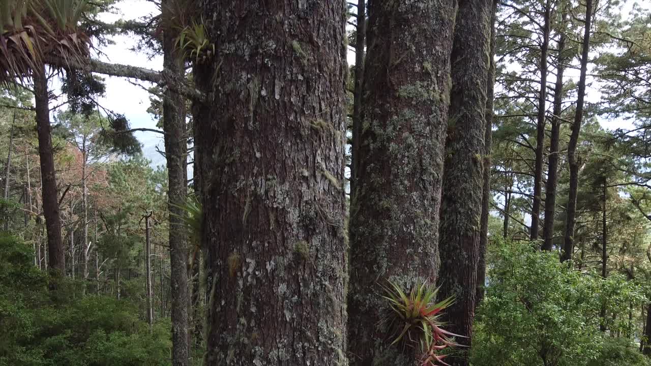 toma aerea de un arbol en oaxaca