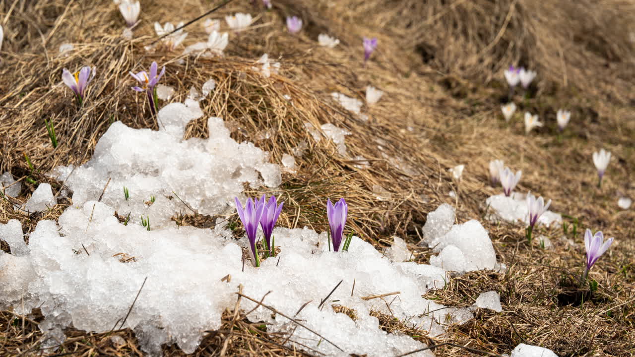 derritiendo el hielo entre las flores de color púrpura entre la hierba seca en la montaña