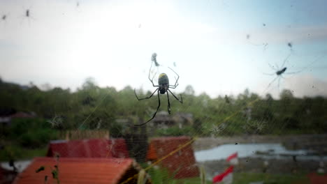 la araña tejedora gigante se mueve con gracia deliberada a través de una intrincada red.