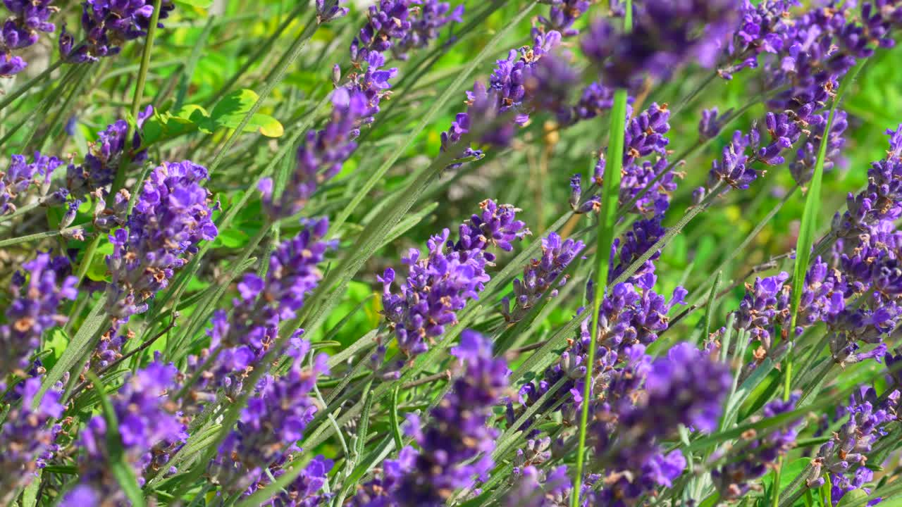 primer plano de hermosas flores de lavanda en flor en el lecho de flores durante el día soleado en verano