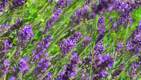 Close-up-of-beautiful-blooming-lavender-flowers-in-flowerbed-during-sunny-day-in-summer