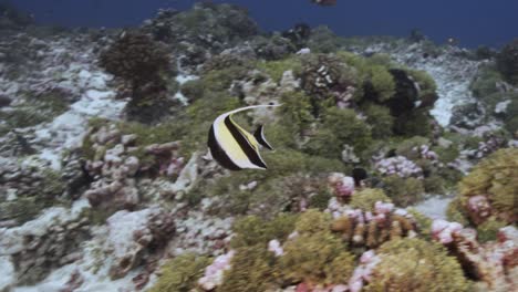 una foto de cerca de un pez ídolo morisco en un arrecife de coral tropical, archipiélago de tuamotu, polinesia francesa, tahití, océano pacífico sur