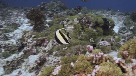 close shot of moorish idol fish on a tropical coral reef, tuamotu archipelage, french polynesia, tahiti, south pacific ocean