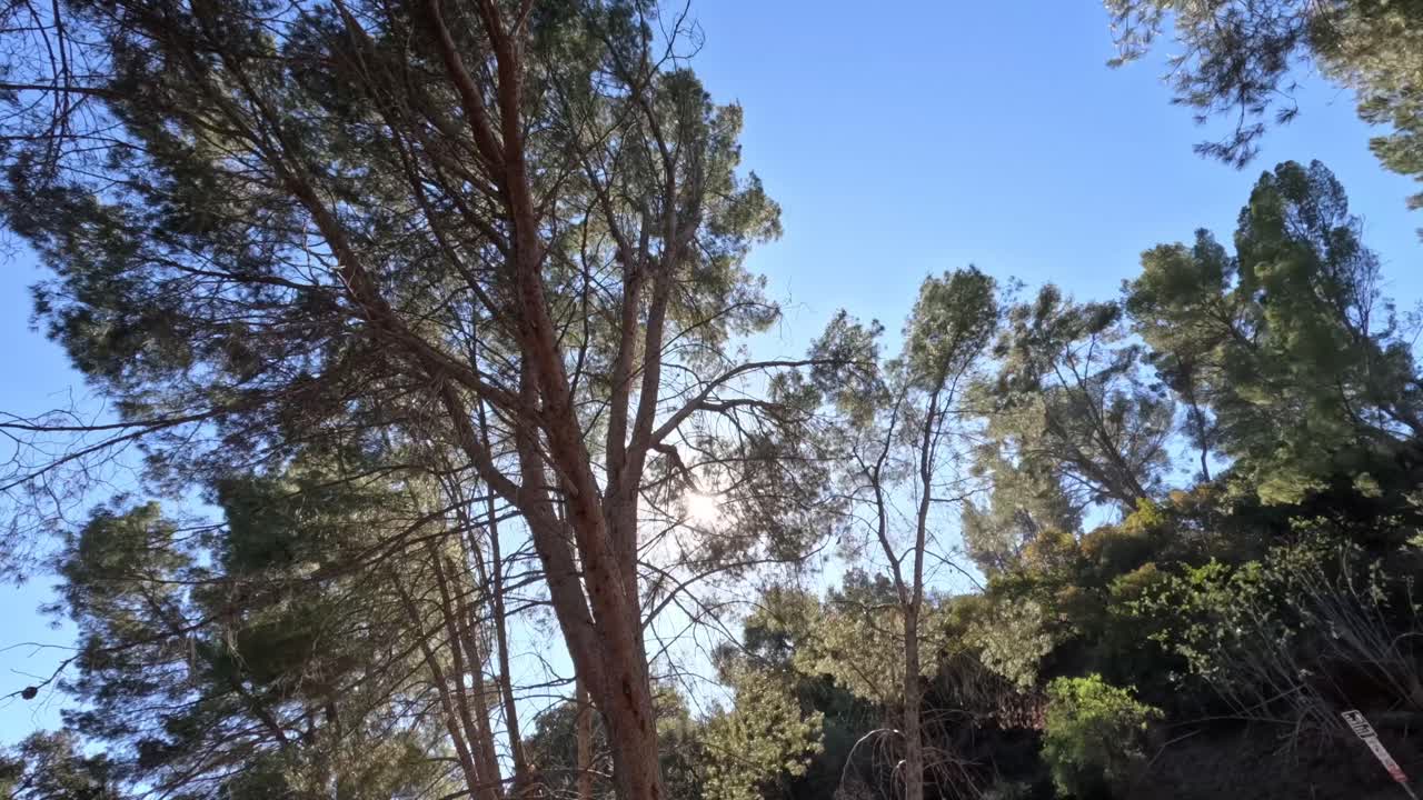 Peaceful forest scene with sunlight beaming through tall pine trees on a clear day, capturing the serenity and beauty of nature in motion.