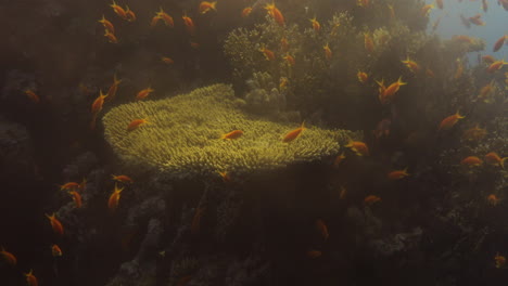 coral acropora en el arrecife, conocido como coral de mesa, coral cuerno de alce y coral cuerno de ciervo