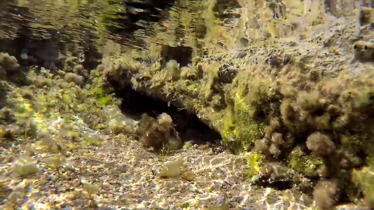 Kleine octopus verstopt onder rotsrichel in ondiep water