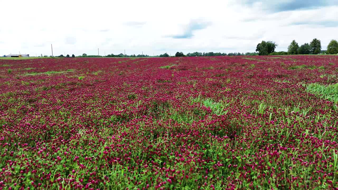 Red clover field in the farmlands of Lithuania, aerial low angle view