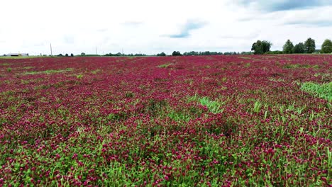 red clover field in the farmlands of lithuania, aerial low angle view