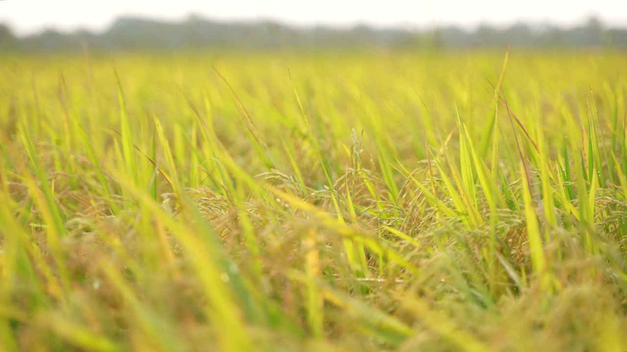 Quando il riso matura, l'intero campo agricolo diventa giallo. Per questo il riso è chiamato la 'coltura dorata'