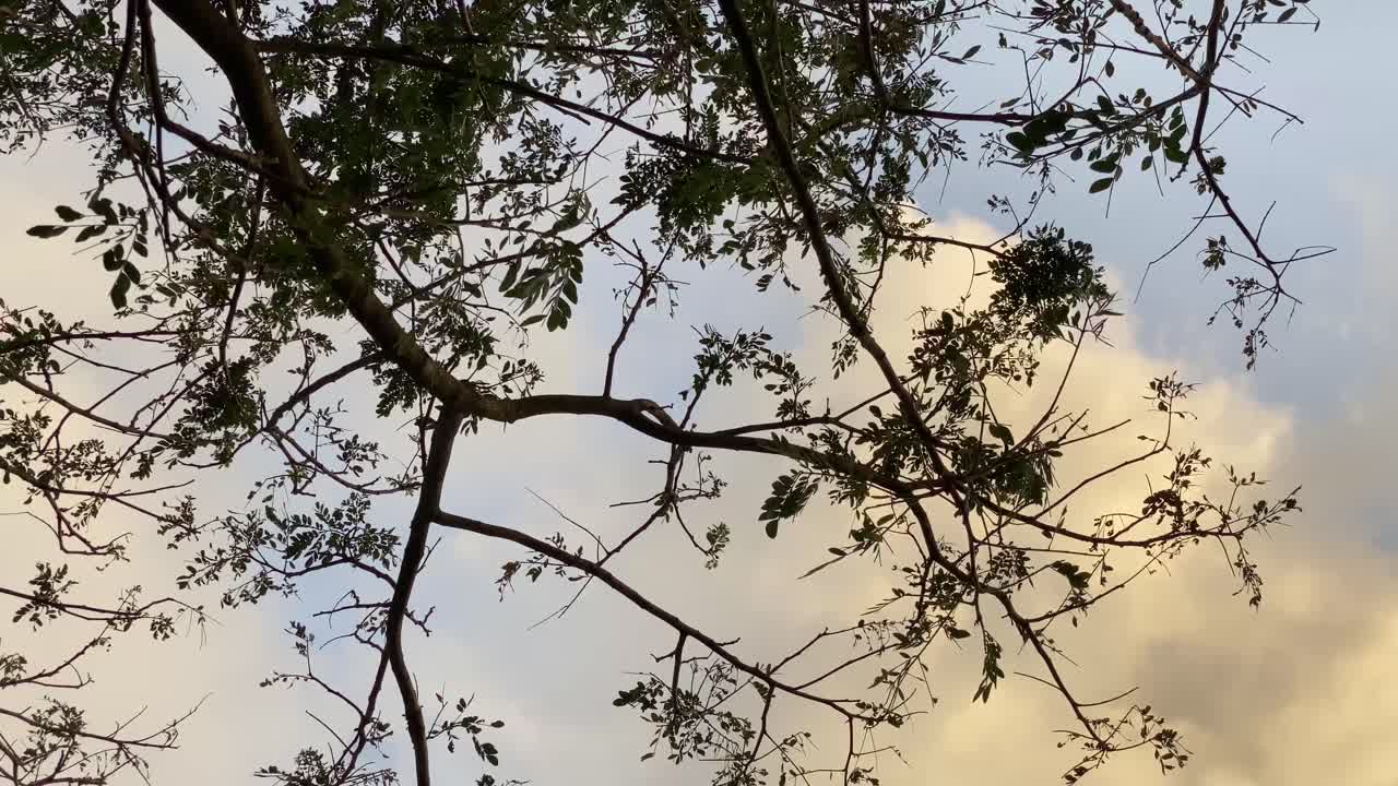 아름다운 저녁 하늘을 보여줍니다