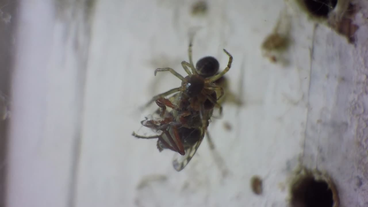cerca de una telaraña una mosca de la arena para comer