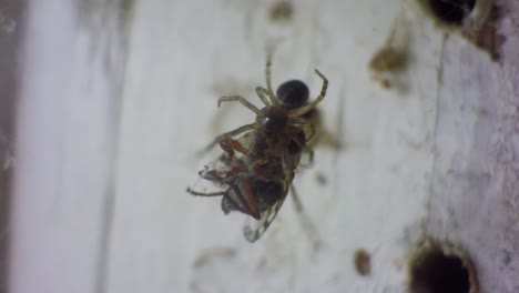 Nahaufnahme-Einer-Spinne,-Die-Eine-Sandfliege-Zum-Essen-Einspannt