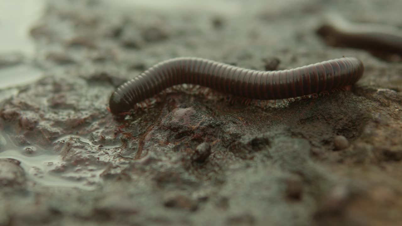 primer plano de un gusano de tierra arrastrándose por el suelo húmedo y fangoso, navegando por la superficie desigual