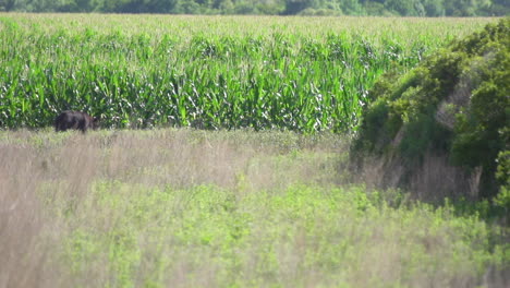 Oso-Negro-Caminando-Junto-A-Un-Campo-De-Maíz-En-El-Este-De-Carolina-Del-Norte