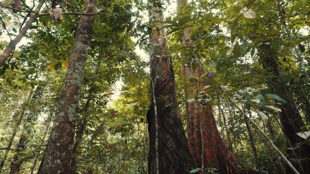 Swarm of Butterflies Flying in Lush Rainforest