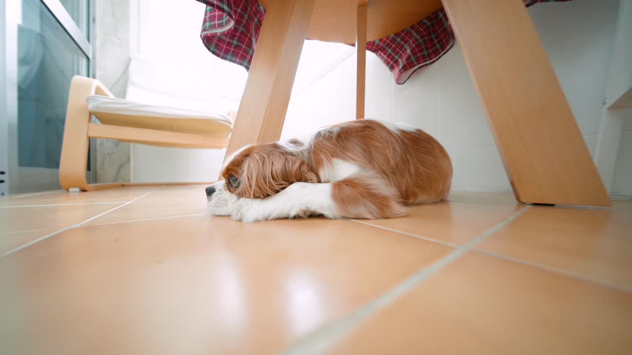 Cavalier King Charles Spaniel under a Table