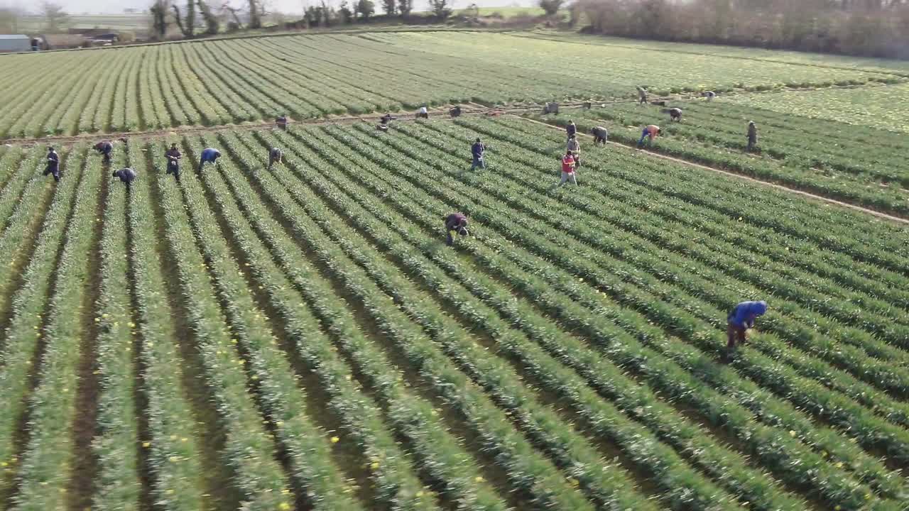In calm daylight, this aerial shot orbits around farmers working on daffodil plants lined up in rows. The sun rays peep out in this footage of the vast farm.