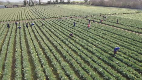 in calm daylight, this aerial shot orbits around farmers working on daffodil plants lined up in rows. the sun rays peep out in this footage of the vast farm.