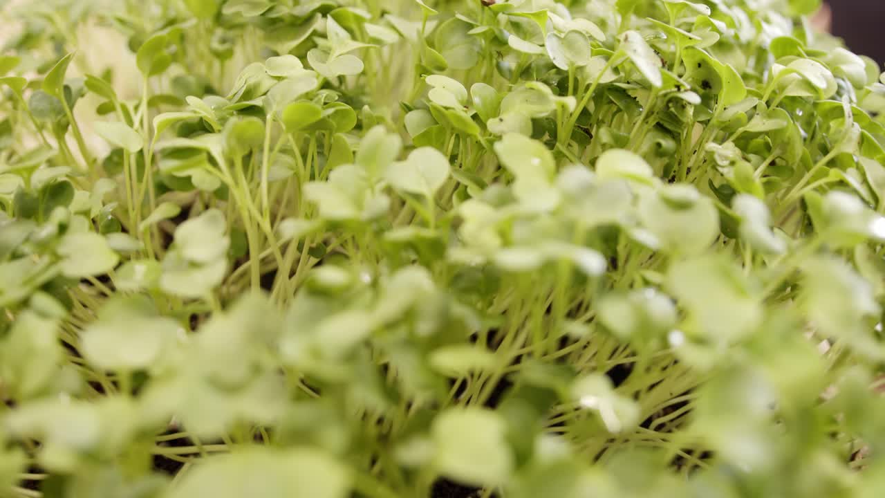 carro de primer plano en vista del crecimiento de microvegetales de rábano orgánico