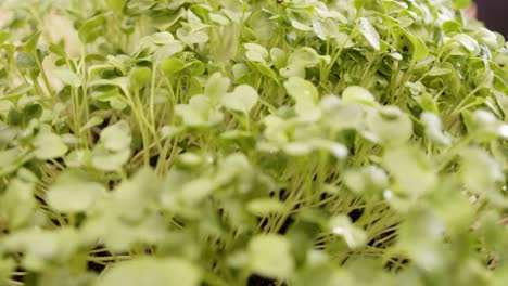 Closeup-Dolly-Im-Hinblick-Auf-Den-Anbau-Von-Bio-Rettich-Microgreens