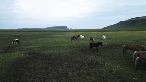 Caballos-Salvajes-Pastando-En-Prados-De-Montaña,-Al-Sur-De-Islandia