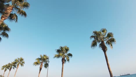 palmeras contra el cielo azul
