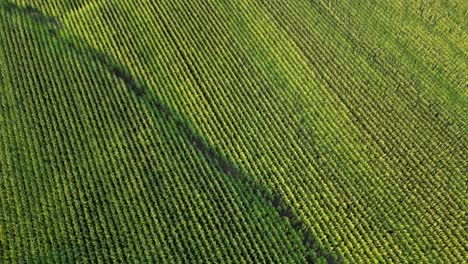 top down birds eye view aerial shot corn field in canada