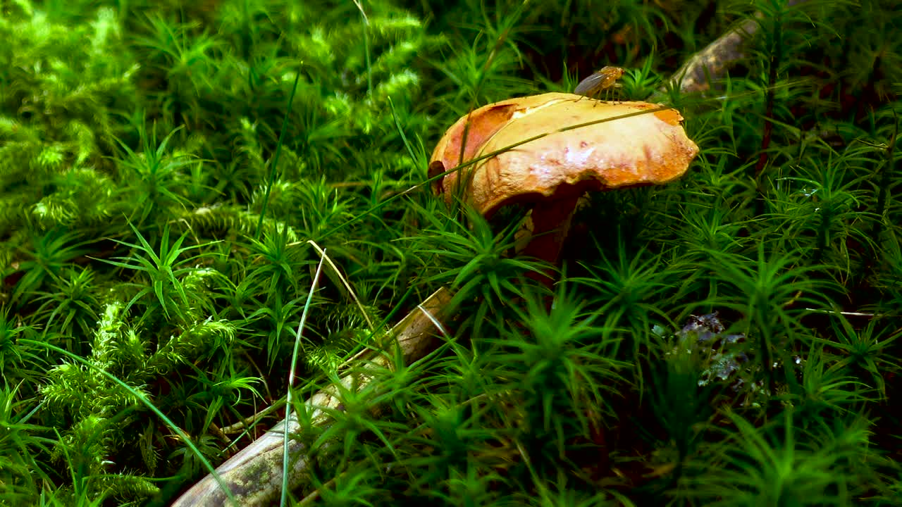 Brown and yellow mushrrom on green moss in forest, closeup pan from low to high