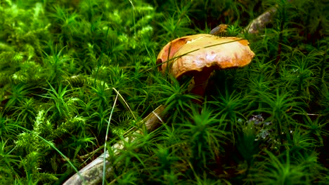 brown and yellow mushrrom on green moss in forest, closeup pan from low to high