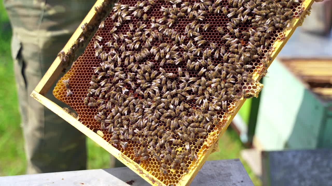 Bees producing honey. Honeycomb with bees. Beekeeper's hands holding frame full of bees and honey on apiary. Close-up.